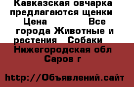 Кавказская овчарка -предлагаются щенки › Цена ­ 20 000 - Все города Животные и растения » Собаки   . Нижегородская обл.,Саров г.